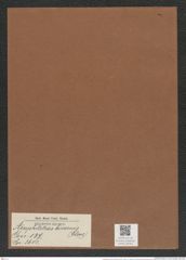 Amphitetras bicornis (Cleve) (de-Toni-Nr.: Genus 137, Species 3611) Zeichnungen Sammlung Grunow Mappe 03762 (Herbarium_W_Grunow_drawings_Folder_03762)